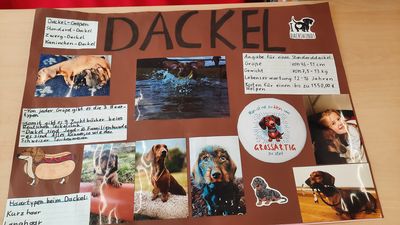 Ein Poster einer Schülerin zu ihrer Präsentation über Dackel
