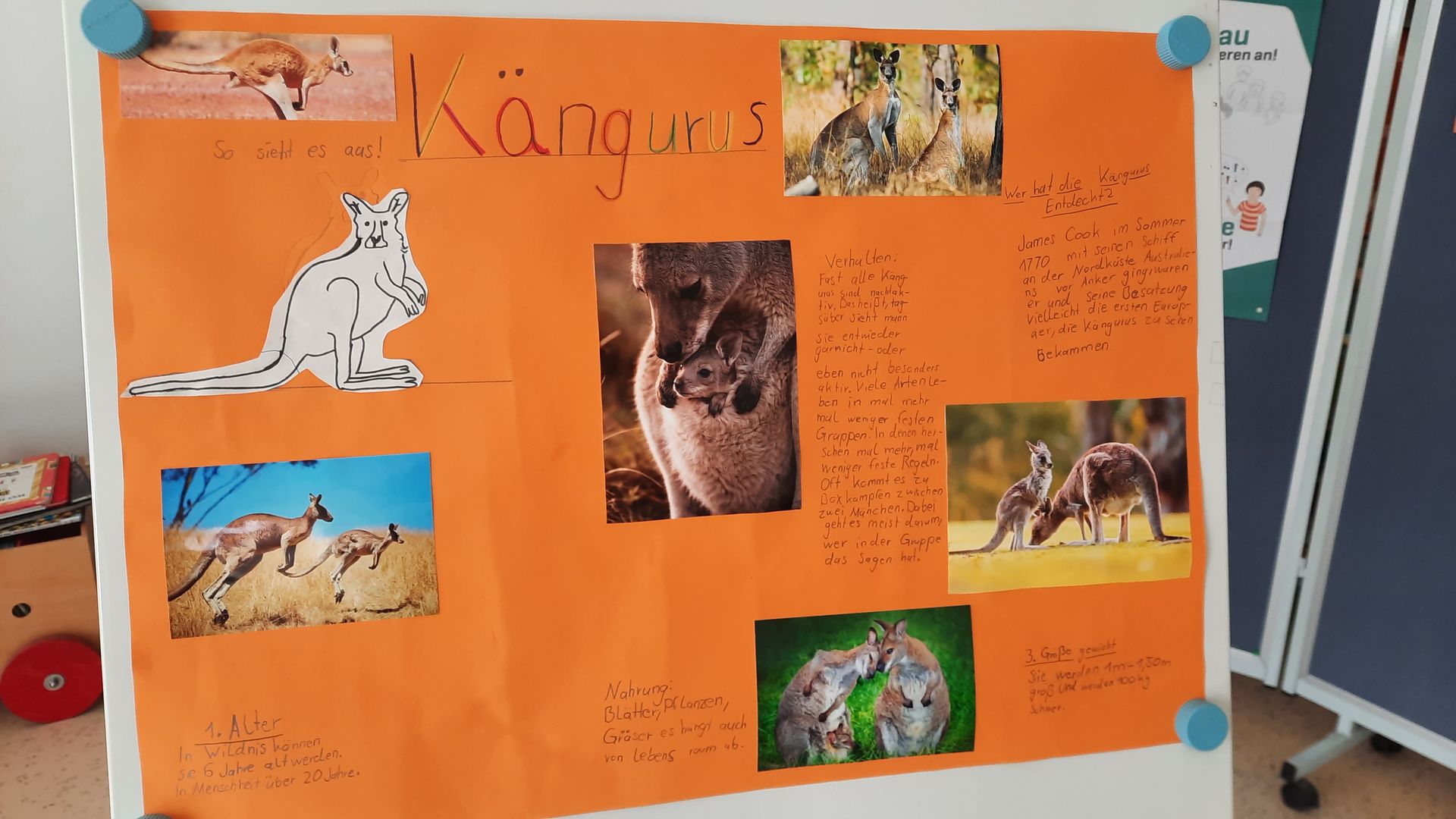 Ein Poster eines Schülers zu ihrer Präsentation über Kängurus